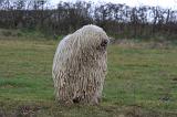 KOMONDOR 090